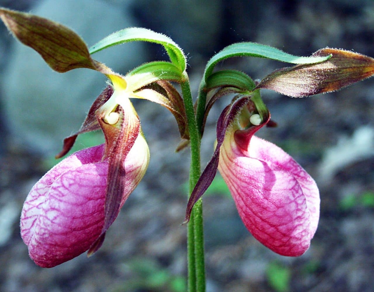 Paphiopedilum glaucophyllum, Tropical Lady's-Slipper in GardenTags plant  encyclopedia