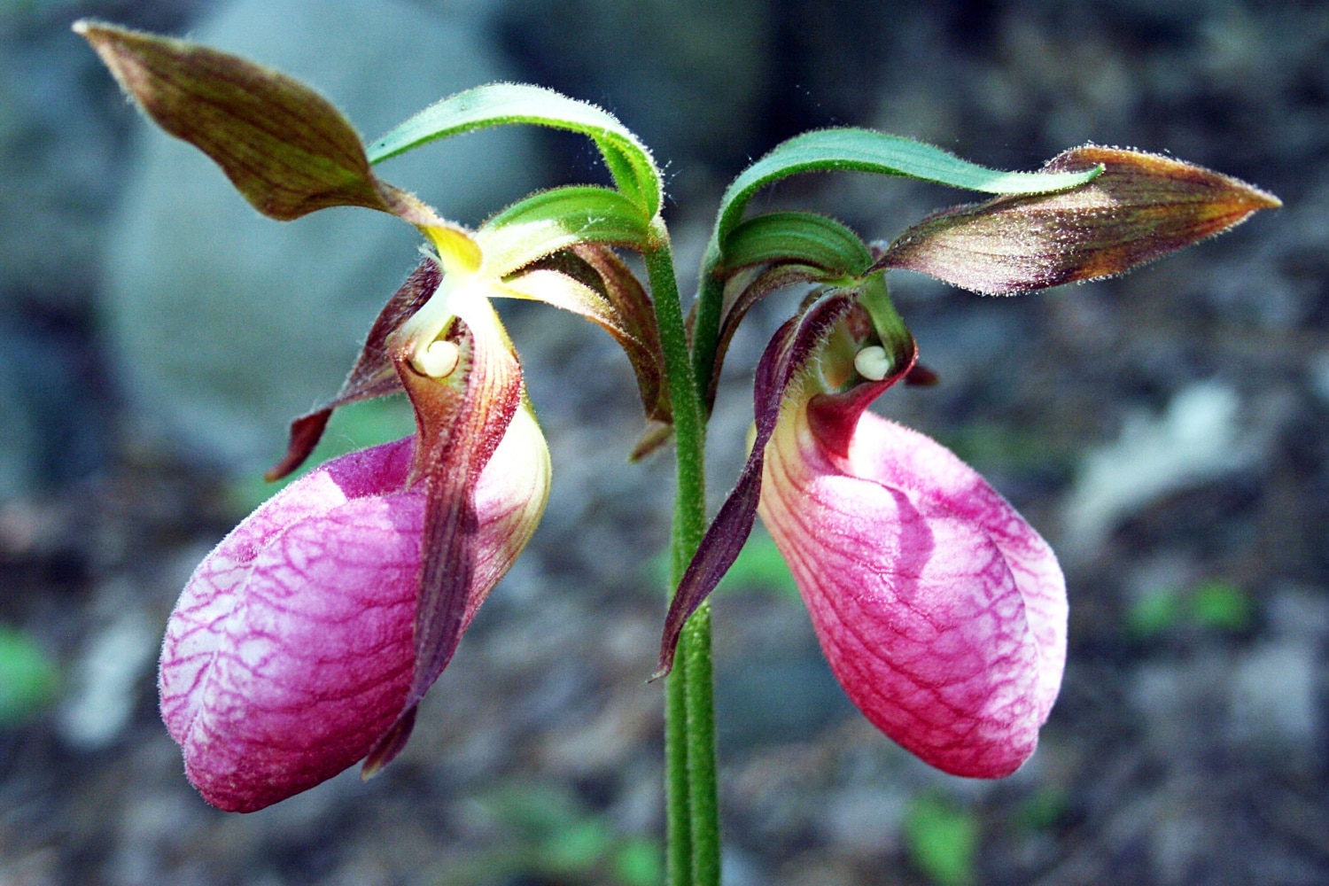 lady slipper flower Slipper lady orchids orchid cumbria gait barrows ladys plant nnr limestone
