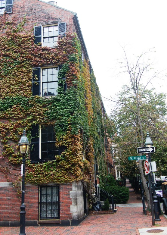 Brick meets ivy. 