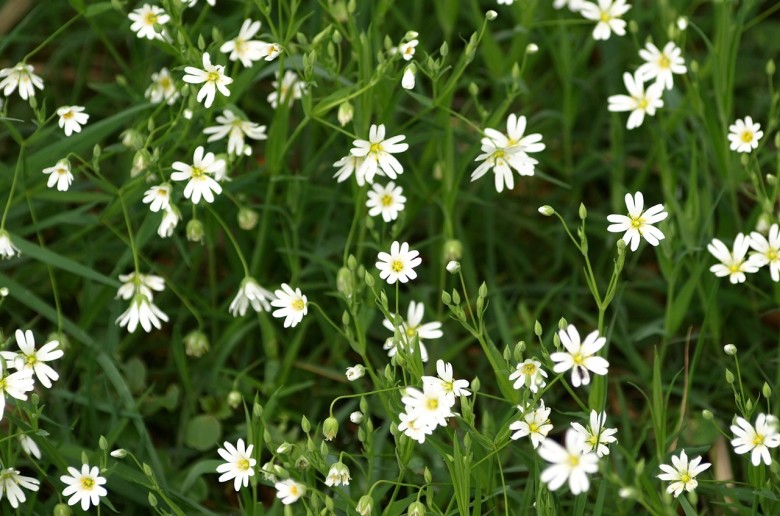 Chickweed | Beneficial Weeds