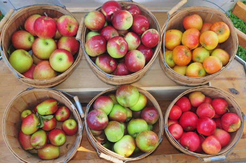 Early McIntosh - New England Apples