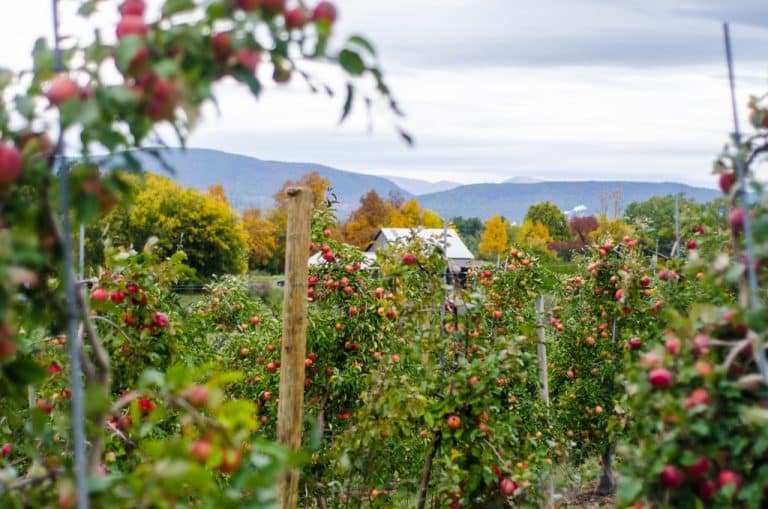 Washington's organic apple acreage grew 37 percent - Good Fruit Grower