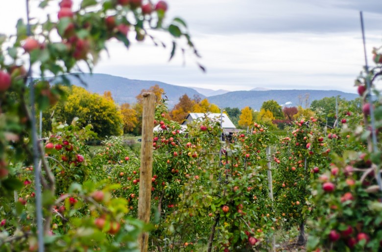 Best Apple Orchards in New England