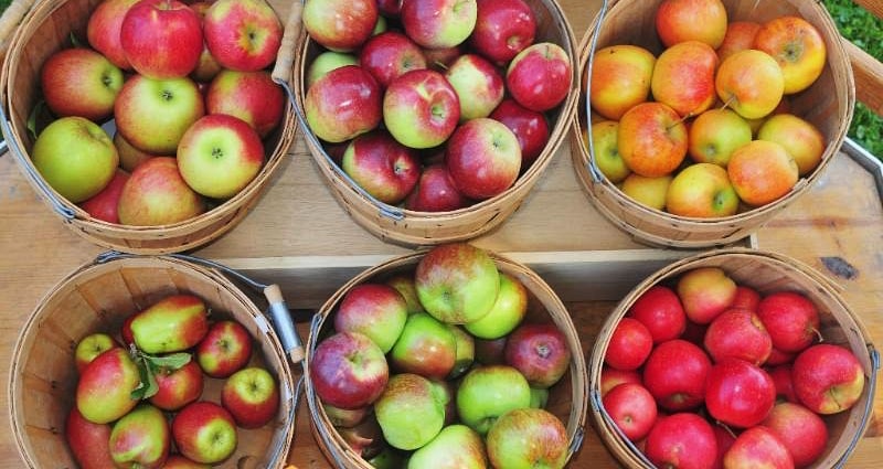 10 Best Apples For Apple Pie New England