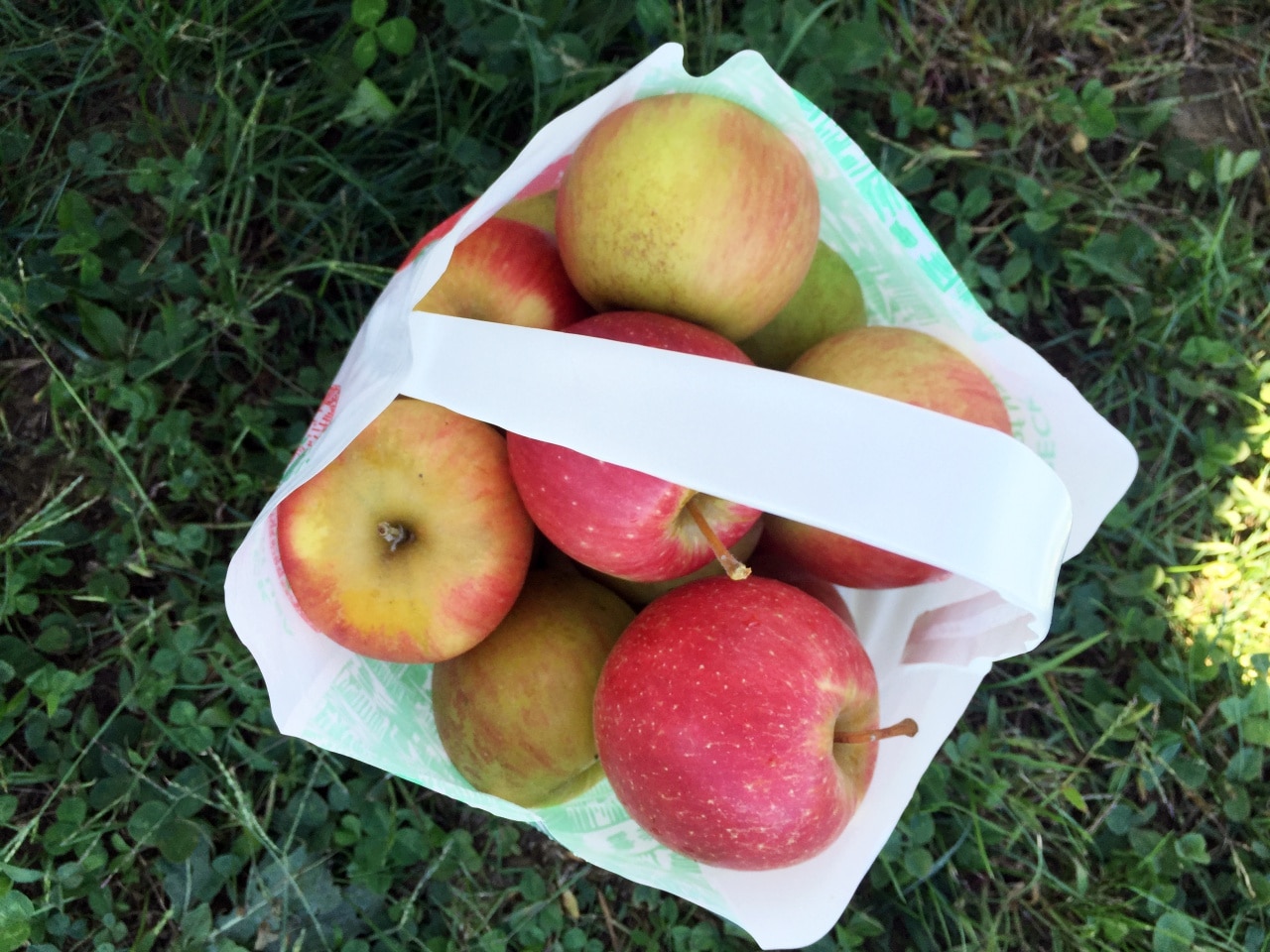 10 Best Apples for Apple Pie New England Today