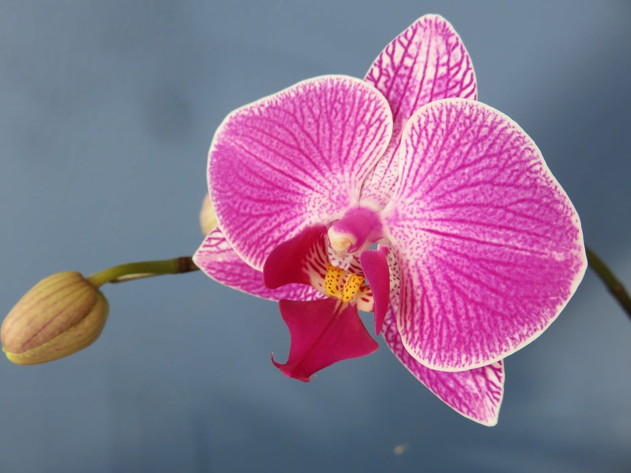 Best Flowering Indoor Plants Moth Orchid 