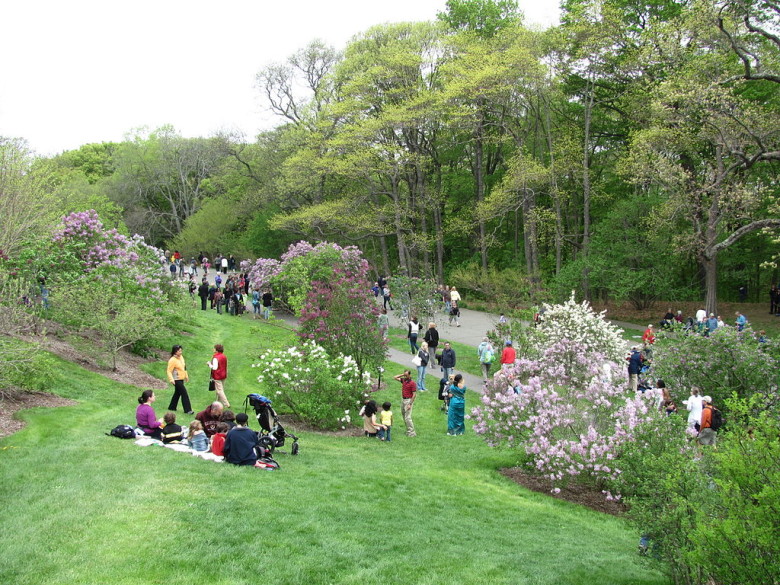 Lilac Sunday at Arnold Arboretum | Best of Boston