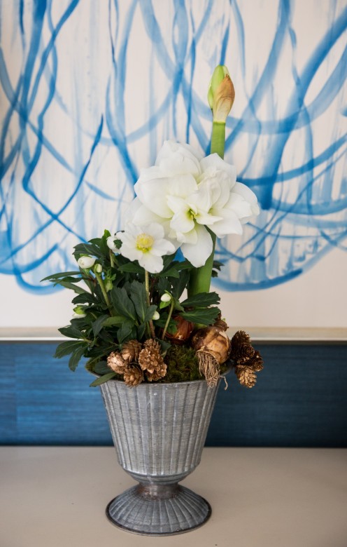Group amaryllis and paperwhites together for visual interest. 