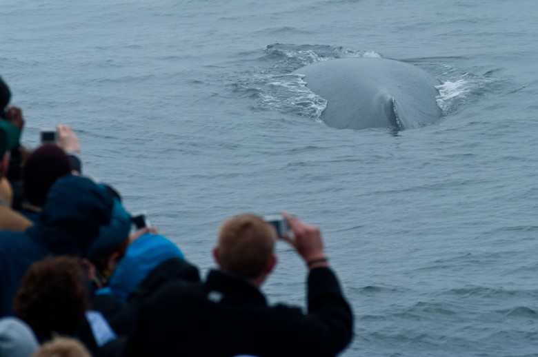 Boston Whale Watching Guide New England Today