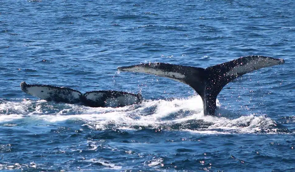 boston whale watching