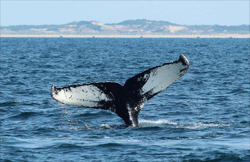 boston whale watching