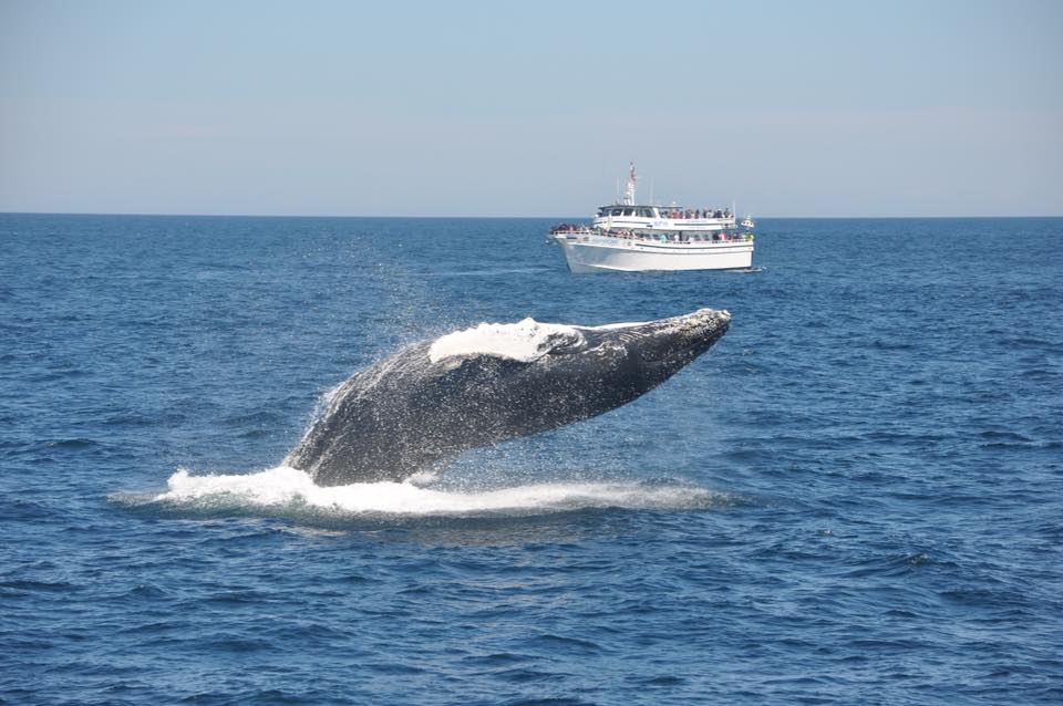 boston whale watching