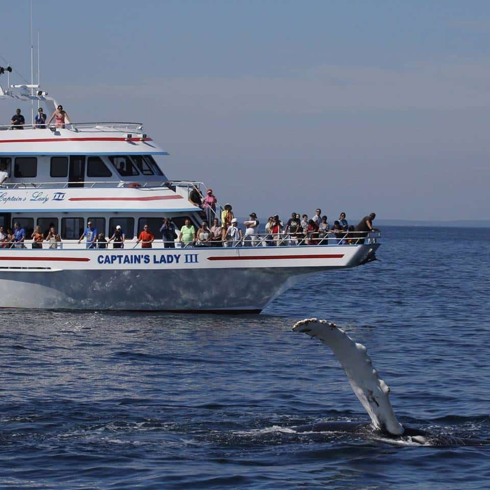 boston whale tour