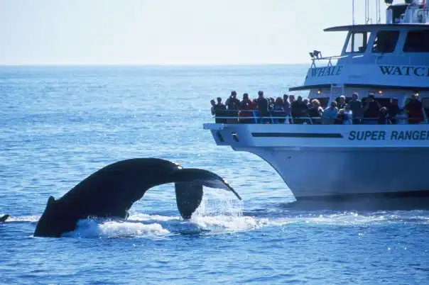 boston whale watching