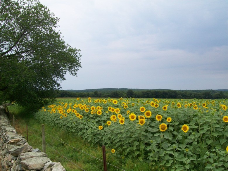 New England Sunflower Farm & Maze Guide New England Today