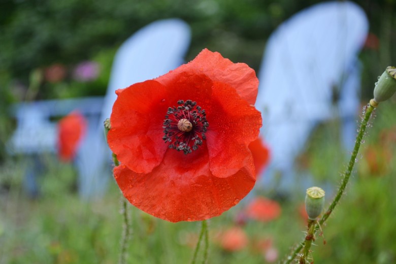 Poppies. 