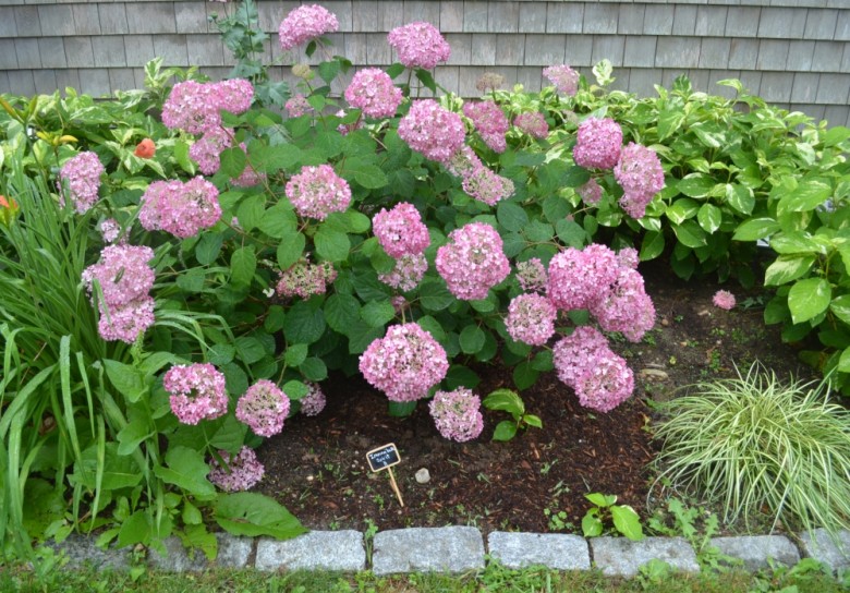 Garden hydrangeas 