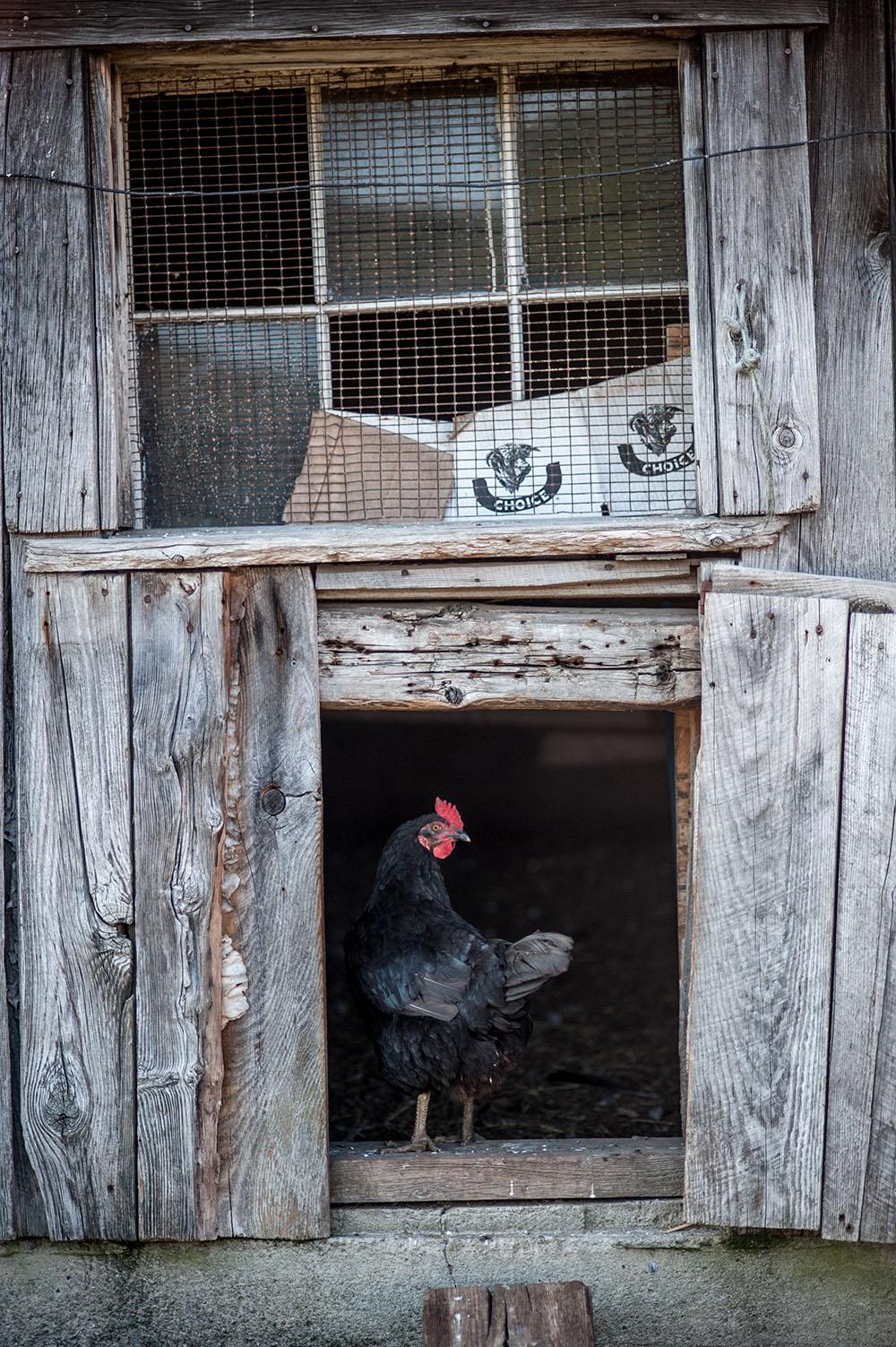 Chicken coop at Bunten Farm in Orford, New Hampshire.