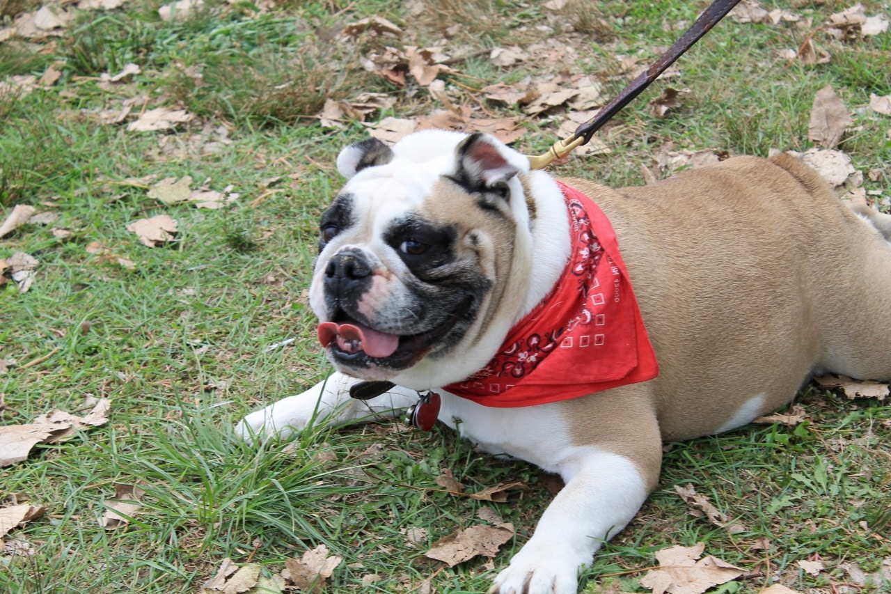 Chowdafest An Annual Celebration of Chowder in Westport, Connecticut New England Today