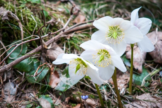 The Christmas Rose | Hellebores niger - New England Today