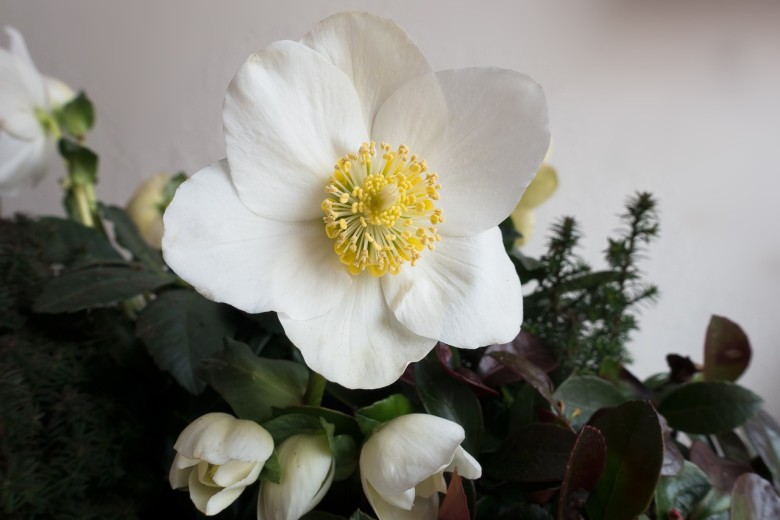 The Christmas Rose | Hellebores niger - New England