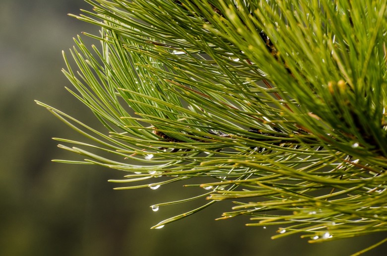 Favorite New England Christmas Tree Species