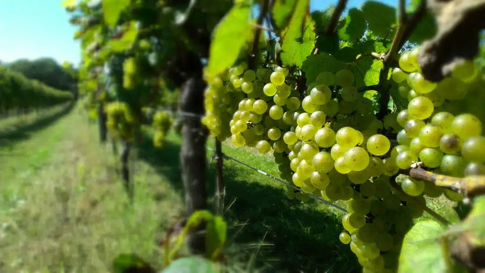 Exploring New England's Coastal Wine Trail