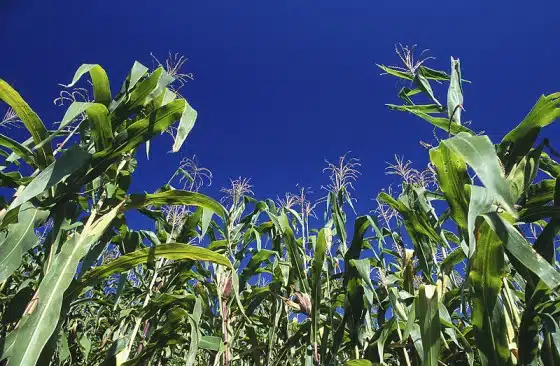 corn_stalks_ca-560x366