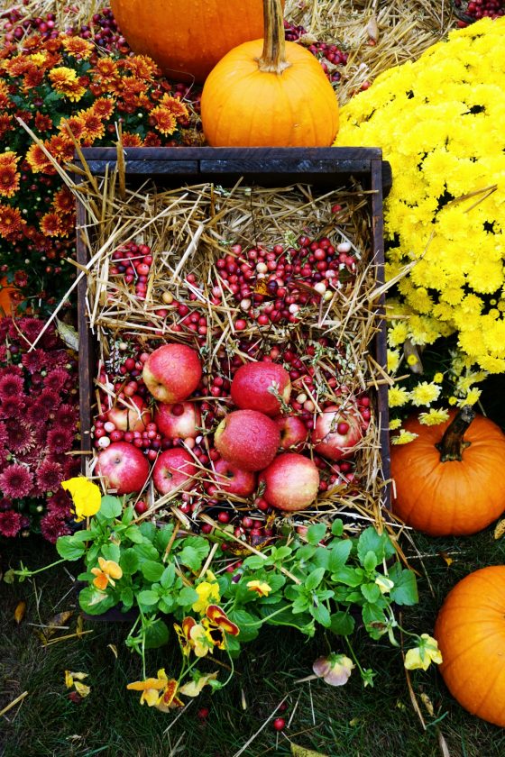 Scenes from the Annual Cranberry Harvest Celebration New England Today