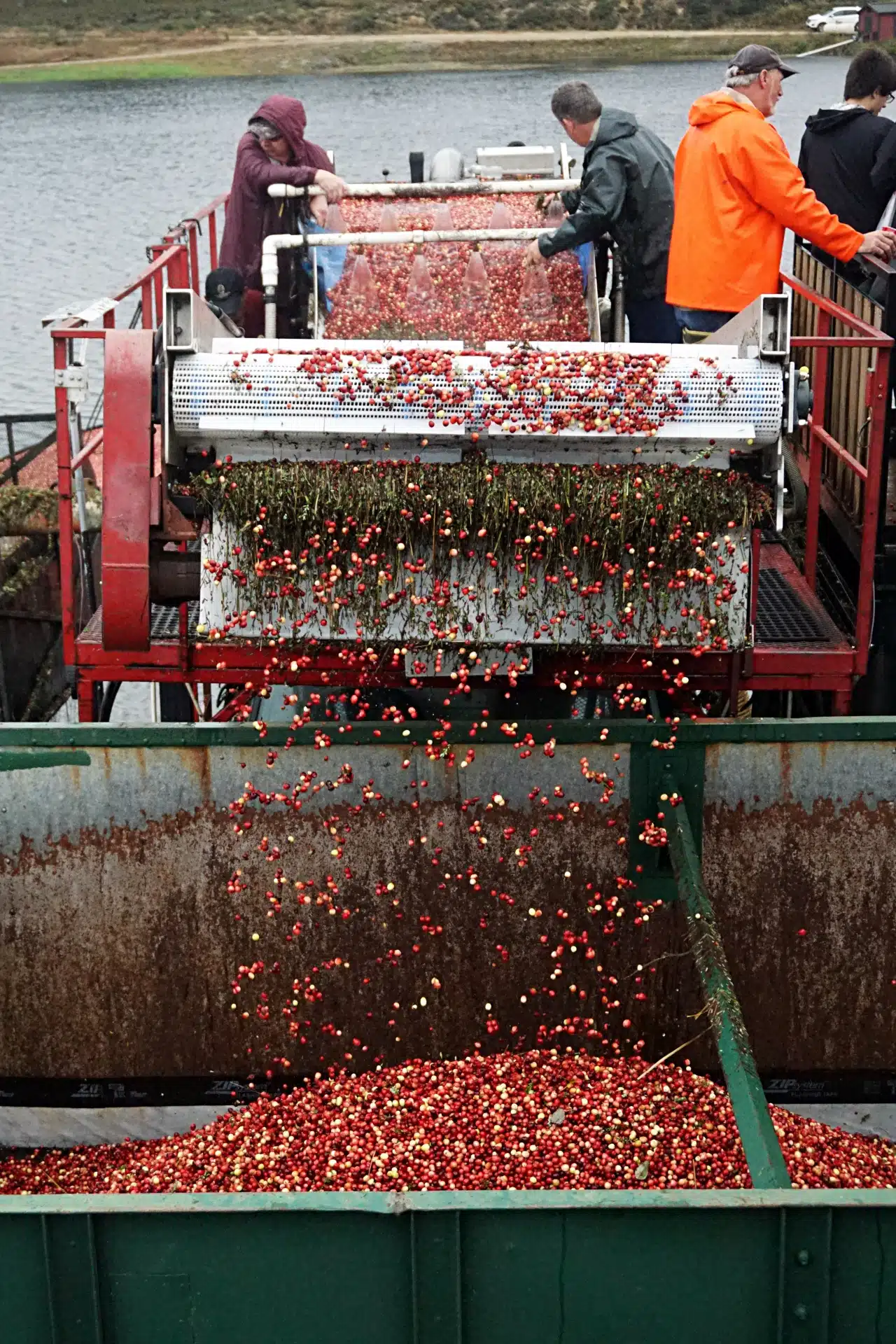 Cranberry Harvest Festival