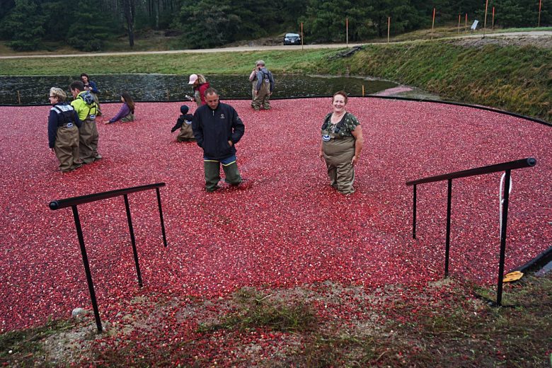 Cranberry Harvest Festival Oregon November 2022 Spring Festival 2022