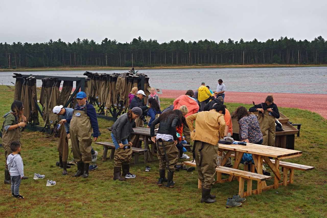Scenes from the Annual Cranberry Harvest Celebration New England Today