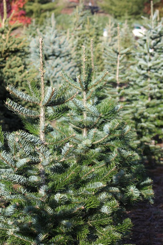 The Best 5 Christmas Tree Farms in New England New England Today