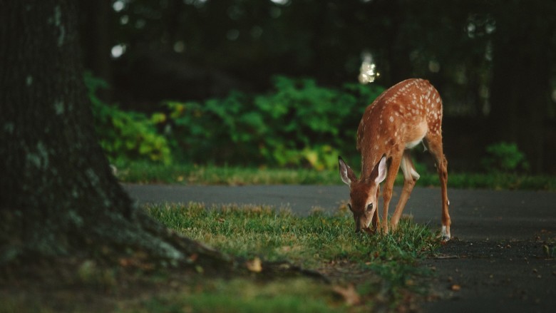 Battling Bambi | Dealing with Deer Damage in Your Yard