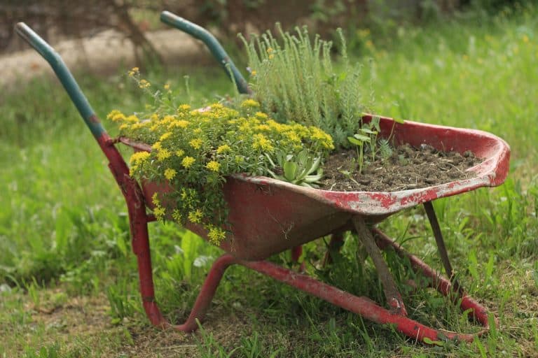 the-difference-between-soil-and-dirt-new-england