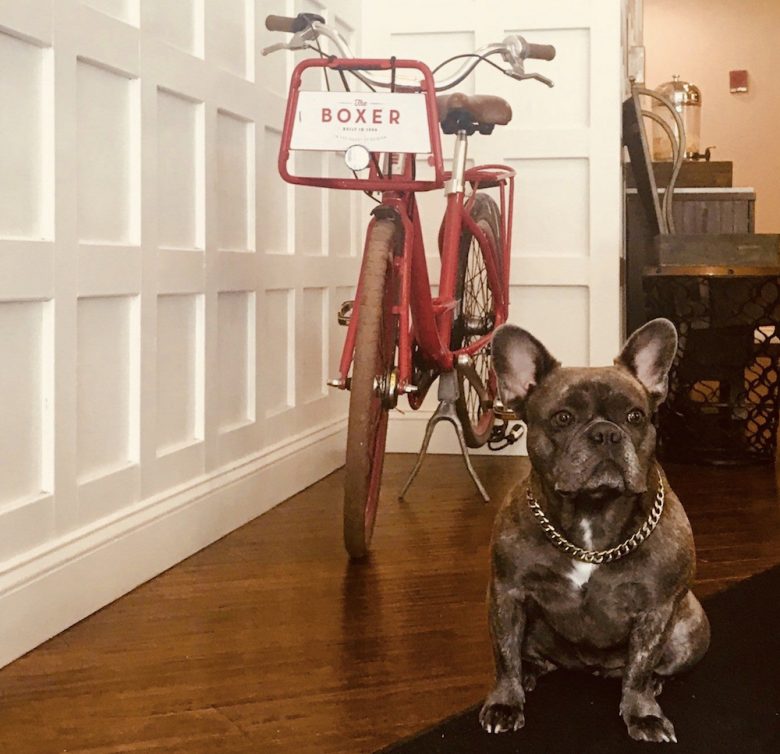 The Boxer | Dog-Friendly Hotels, Boston