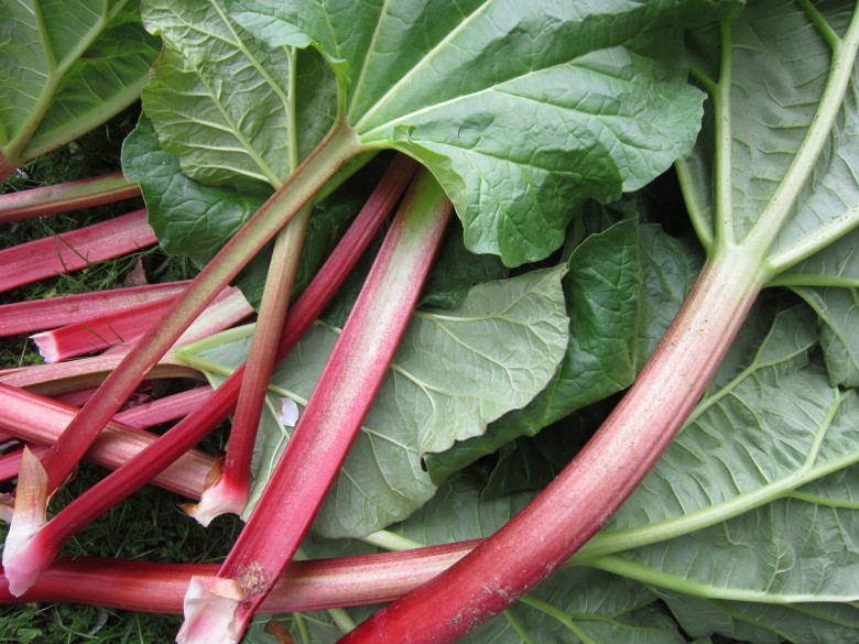 easy rhubarb recipes