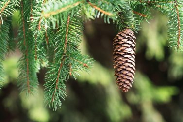 The Beauty & Benefits of Evergreen Conifer Trees - New England Today