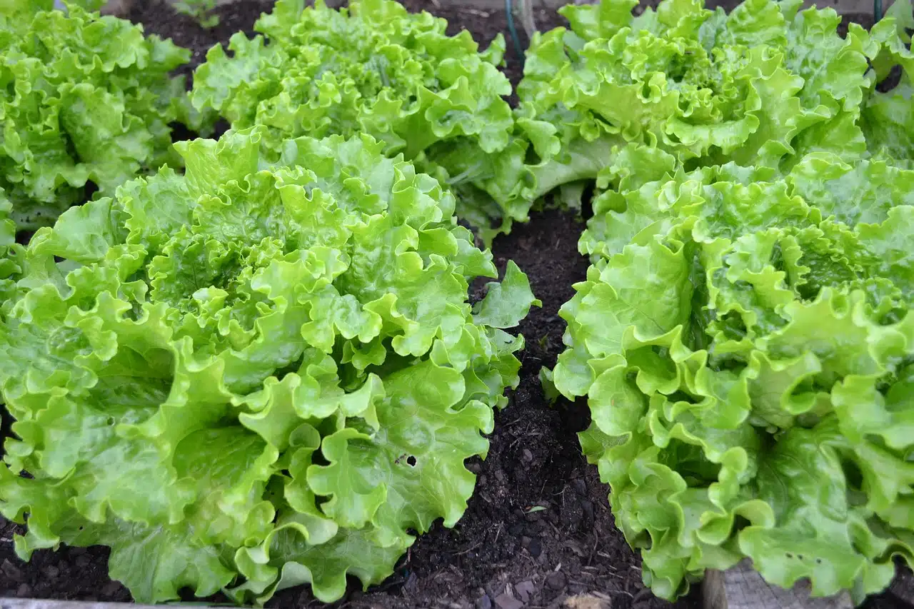 How to Extend the Growing Season into Fall