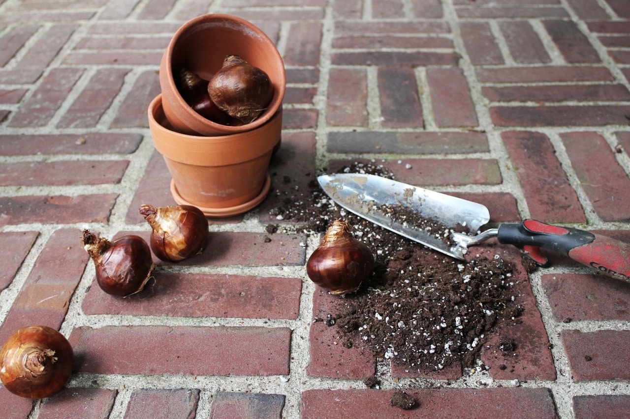 New England Fall Planting Guide What to Plant Before the First Frost