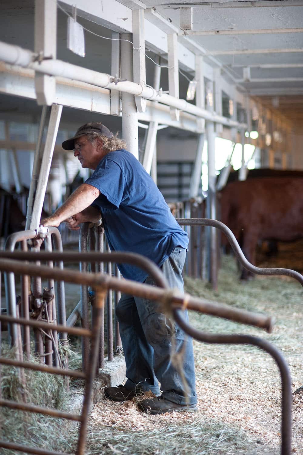 Bruce Balch surveys his herd of Devon cattle in the barn at Bunten Farm in Orford, New Hampshire.