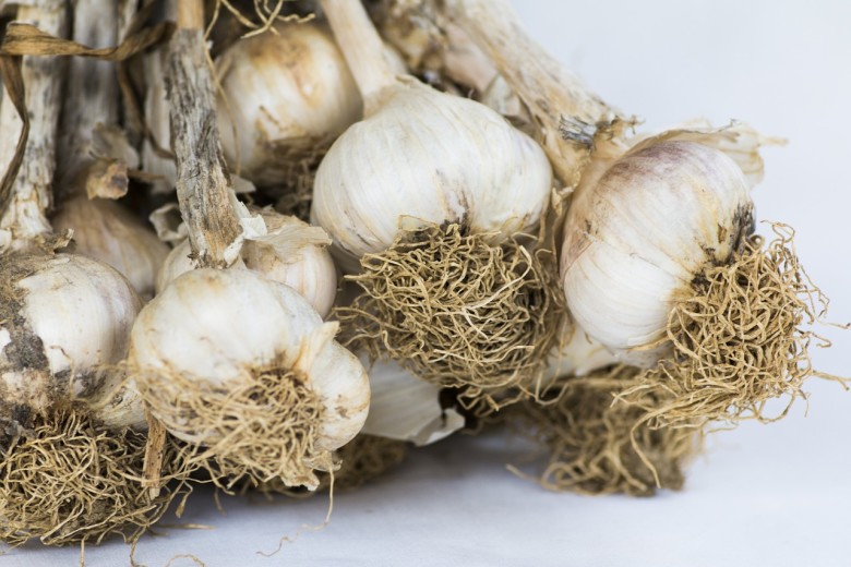Garlic Growing Tips