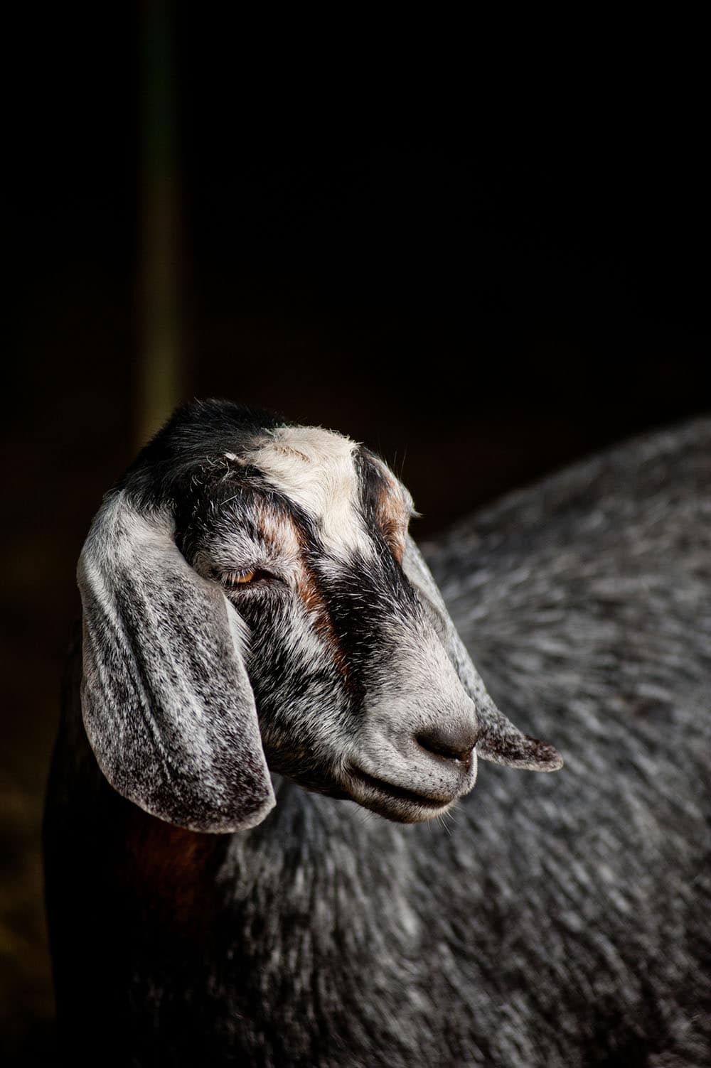 A doe at Valley View Farm in Topsfield, Massachusetts. The farm produces cheeses ranging from camembert, feta and Tomme sold at local cheese shops and markets on the North Shore of Boston.