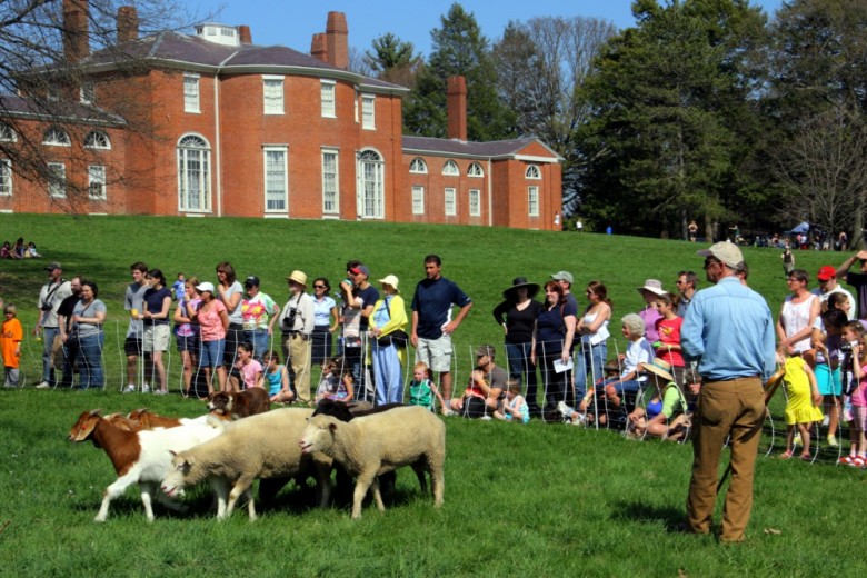 Best Sheep and Wool Festivals in New England New England Today