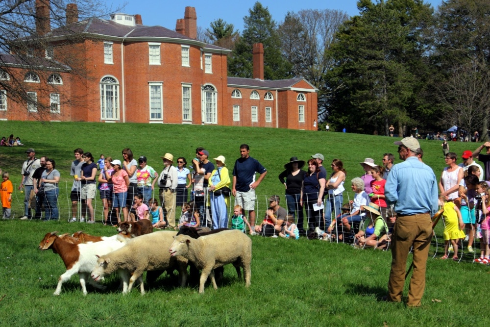 Sheepshearing Festival at Gore Place