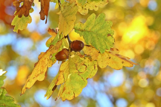 What Type Of Tree Grows From An Acorn - Oak Tree