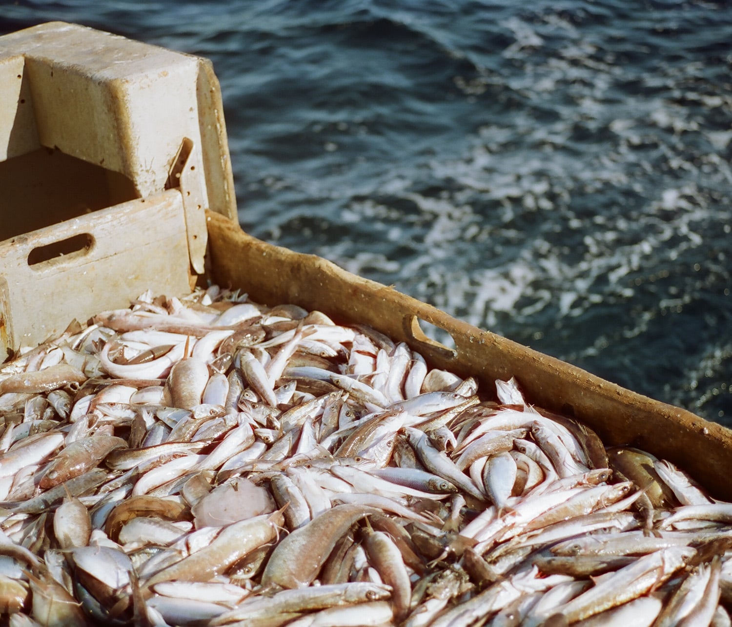 Bait Fishing - Gulf of Maine