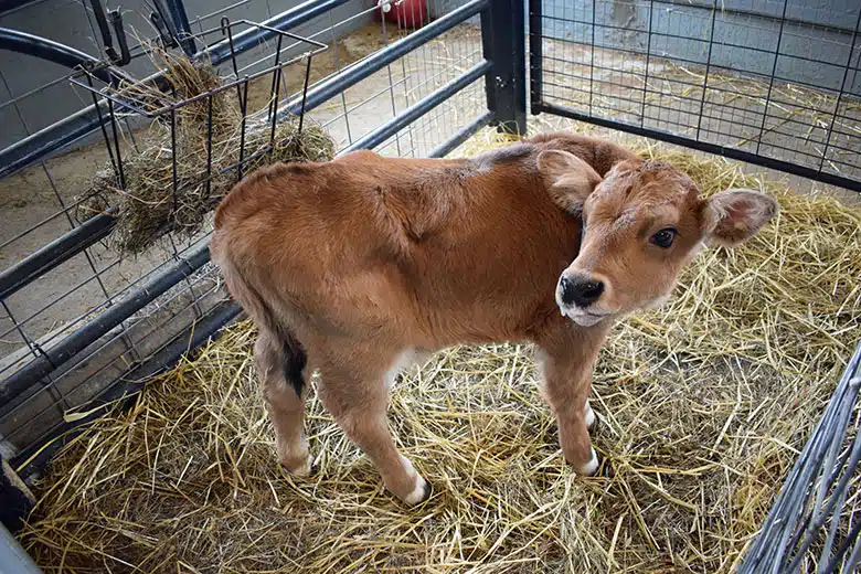 Hancock Shaker Village Calf