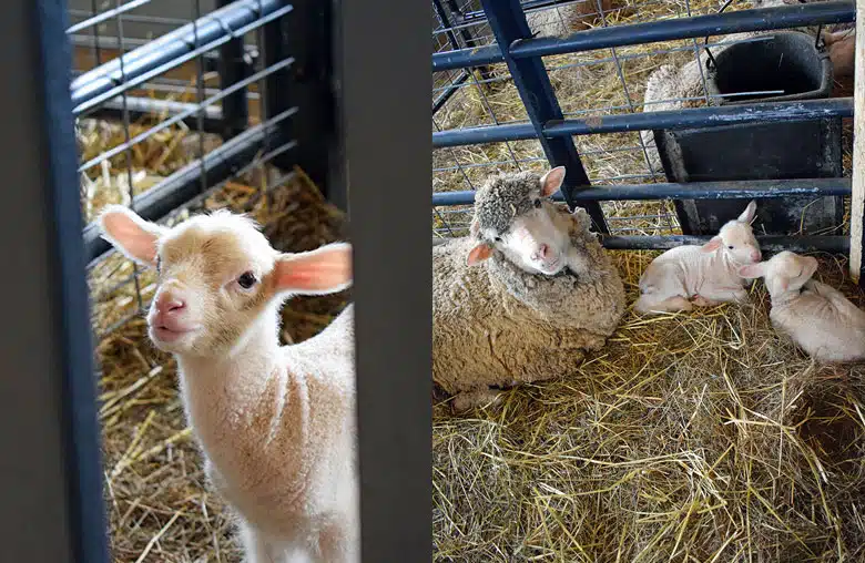 Hancock Shaker Village Mother Sheep and Lambs