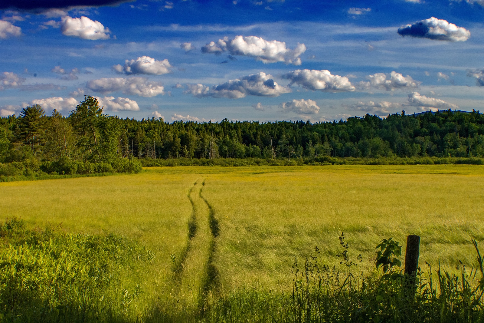 Title: The Field Location: Hebron, NH Judge's comments: "This landscape photograph is at first unassuming. It engages the viewer with the limited palette of a crisp and clear New England day. Tire tracks draw us into the picture plane. Here begins the narrative intrigue. What questions are you asking?" 